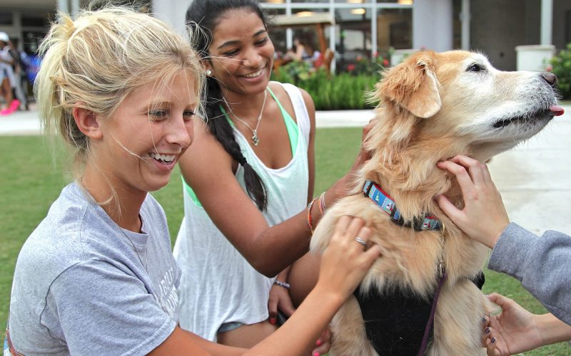 colleges that allow pets