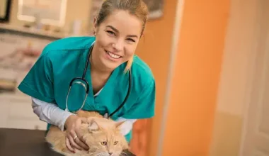 what grades do you need to be a vet
